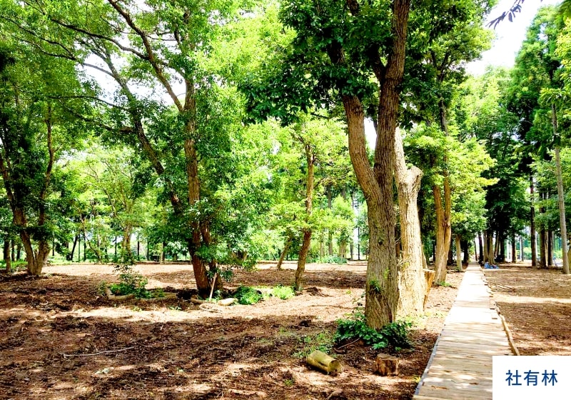 社有林の風景